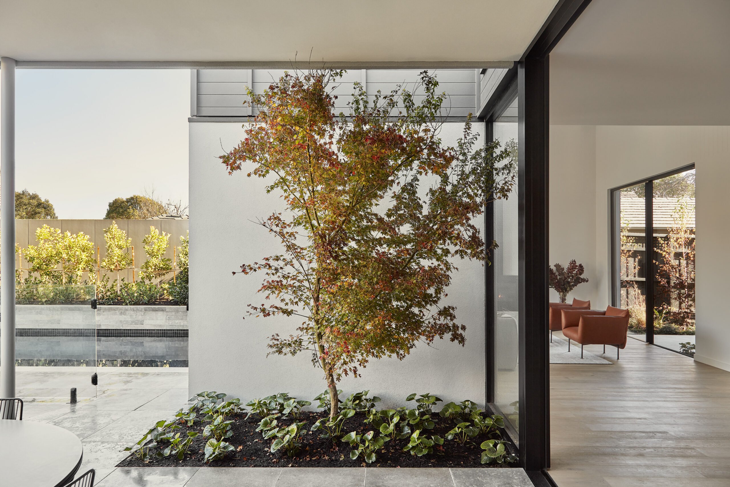 Landscape Construction - Glen Iris - Feature Tree